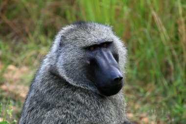 Zeytin babun, uganda, Afrika