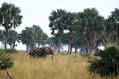 Afrika fili, uganda, Afrika