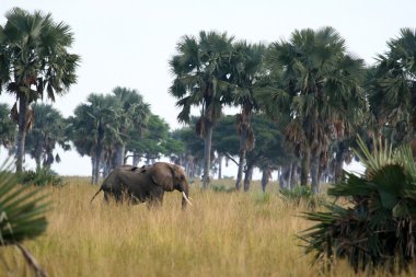 African Elephant, Uganda, Africa clipart