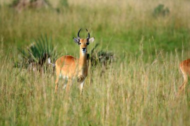 Impala Antelope, Uganda, Africa clipart