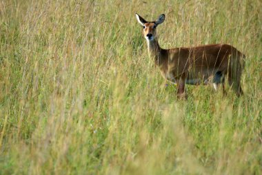 Impala antilop, uganda, Afrika