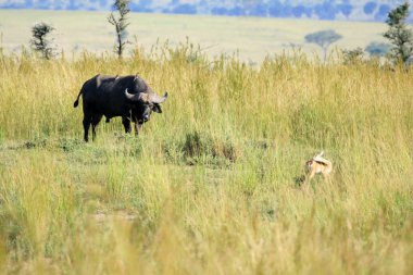 Buffalo, uganda, Afrika