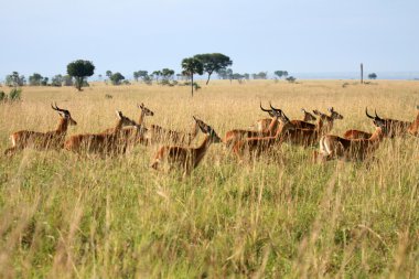 Impala antilop, uganda, Afrika