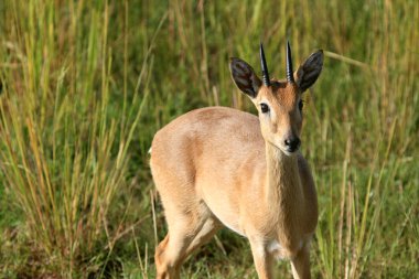 Impala antilop, uganda, Afrika