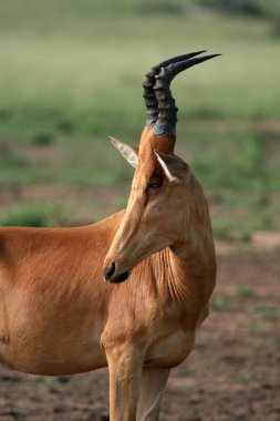 Hartebeest, Uganda, Africa clipart