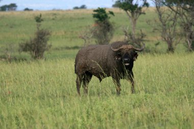 Buffalo, uganda, Afrika