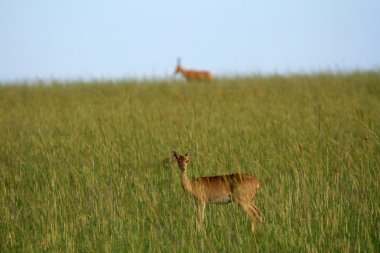 Impala antilop, uganda, Afrika