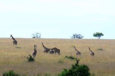 zürafa, uganda, Afrika