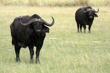 Buffalo, uganda, Afrika