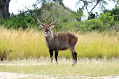 su buck - uganda, Afrika