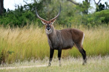 Water Buck - Uganda, Africa clipart