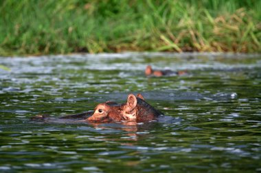 Hippo - murchison düşer np, uganda, Afrika