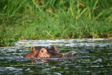 Hippo - murchison düşer np, uganda, Afrika