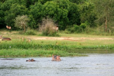 Hippo - murchison düşer np, uganda, Afrika