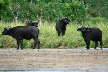 Buffalo, uganda, Afrika