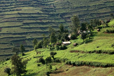 Uganda, Afrika pirinç tarlaları