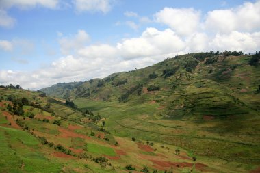 Uganda, Afrika pirinç tarlaları