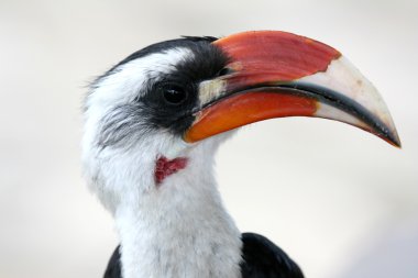 Hornbill. Tanzania, Africa clipart