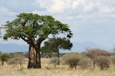 Baobap Ağacı - tarangire Milli Parkı. Tanzanya, Afrika