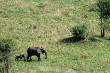 fil. Tanzanya, Afrika