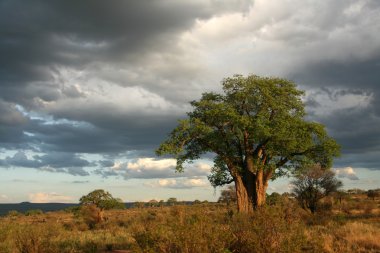 Baobap Ağacı - tarangire Milli Parkı. Tanzanya, Afrika