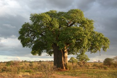 Baobap Ağacı - tarangire Milli Parkı. Tanzanya, Afrika