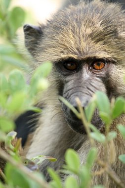 Baboon - Tanzanya, Afrika