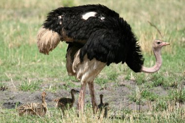 tarangire Milli Parkı içinde erkek devekuşu. Afrika