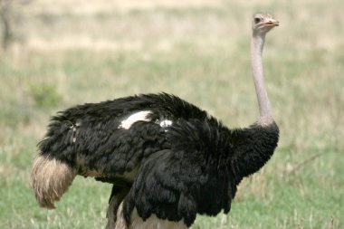 Male Ostrich in Tarangire National Park. Africa clipart