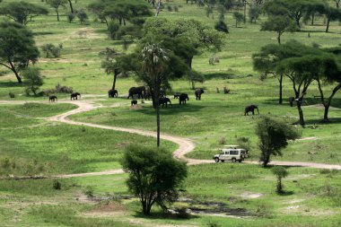 fil habitat - tarangire Milli Parkı. Tanzanya, Afrika