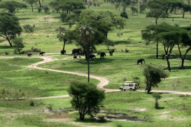 Elephant Habitat - Tarangire National Park. Tanzania, Africa clipart