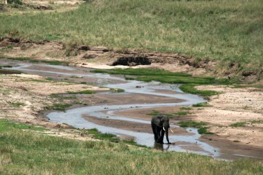 fil. Tanzanya, Afrika