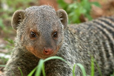 Banded Mongoose - Tanzania, Africa clipart