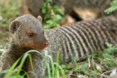 şeritli mongoose - Tanzanya, Afrika