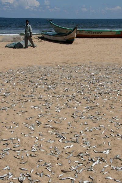 魚 - マリーナビーチ, チェンナイ, インド — ストック写真