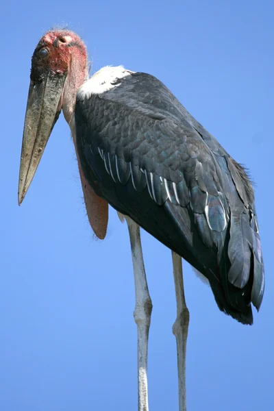 Maribou Stork, Africa — Stock Photo, Image