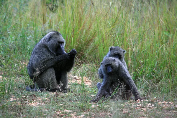 Olive baboon, Oeganda, Afrika — Stockfoto