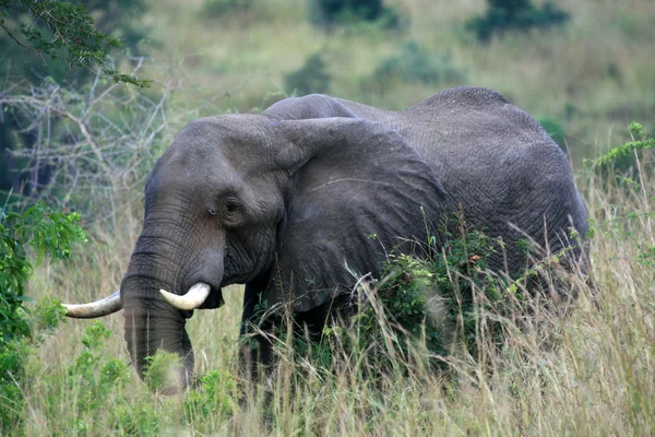 Elefante Africano, Uganda, África — Fotografia de Stock