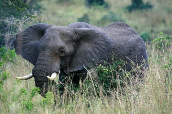 Słonia afrykańskiego, uganda, Afryka — Zdjęcie stockowe