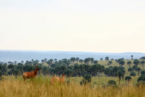 Hartebeest, Oeganda, Afrika — Stockfoto