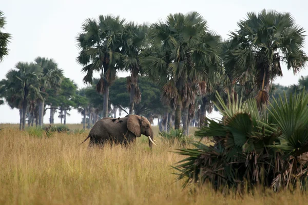 Африканський слон, Уганда, Африка — стокове фото