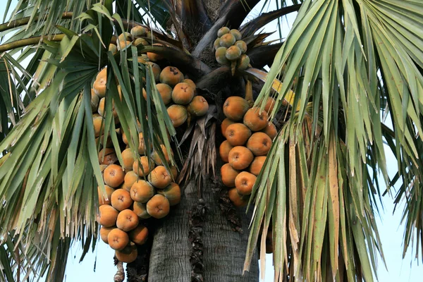 Palm ovoce, uganda, Afrika — Stock fotografie