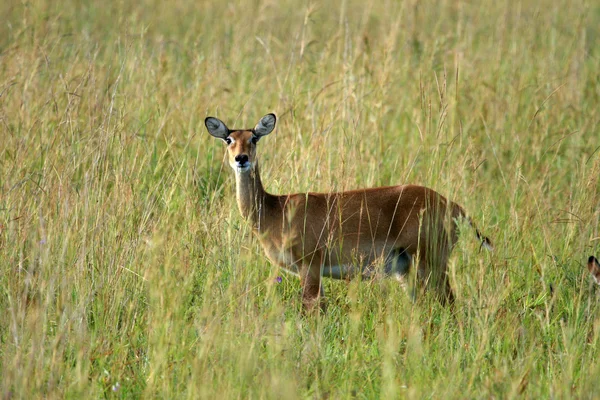 Impala Antelope, Uganda, África — Foto de Stock