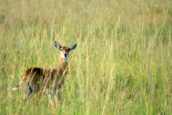 Impala antilopen, Oeganda, Afrika — Stockfoto