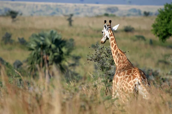 Żyrafa, uganda, Afryka — Zdjęcie stockowe