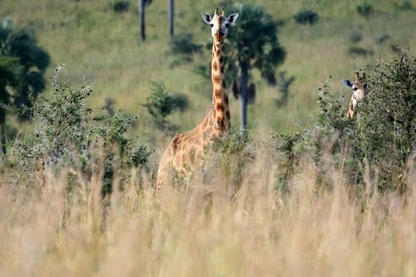 Giraffe, Uganda, Afrika — Stockfoto