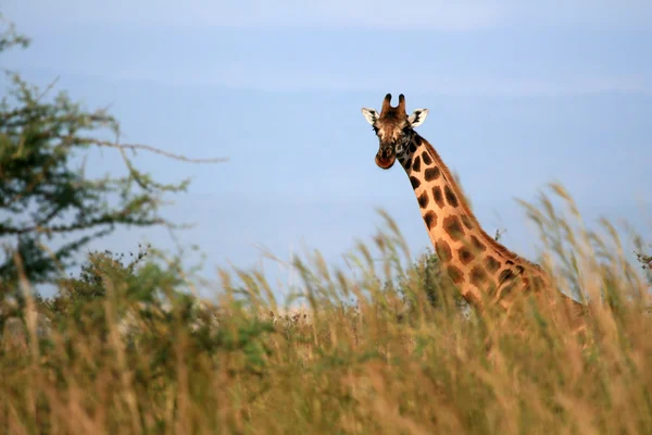 Žirafa, uganda, Afrika — Stock fotografie