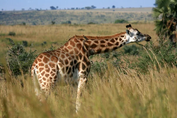 Zürafa, uganda, Afrika — Stok fotoğraf