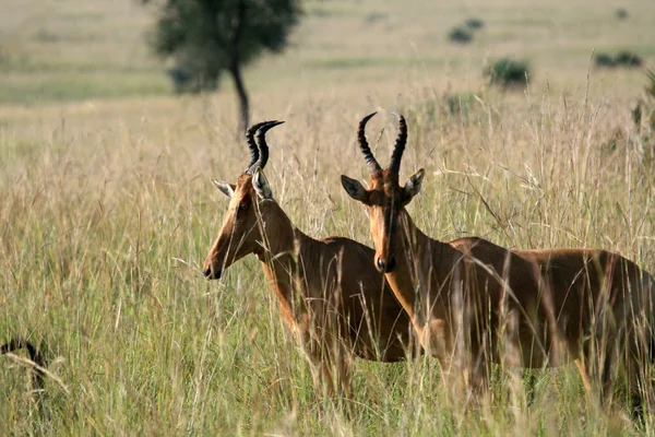 Hartebeest, uganda, Afrika — Stockfoto