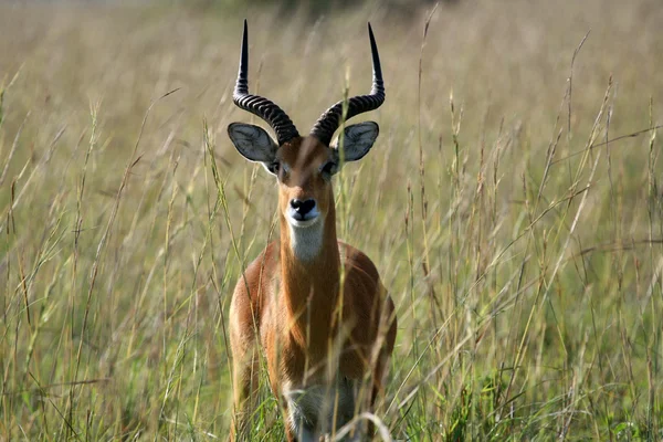 Impala antilope, uganda, africa — Foto Stock